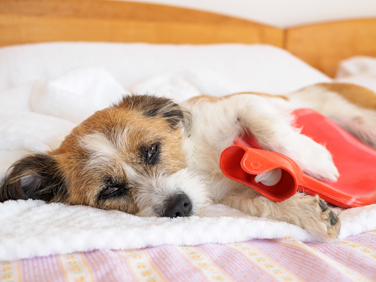 Hund mit Wärmflasche im Bett