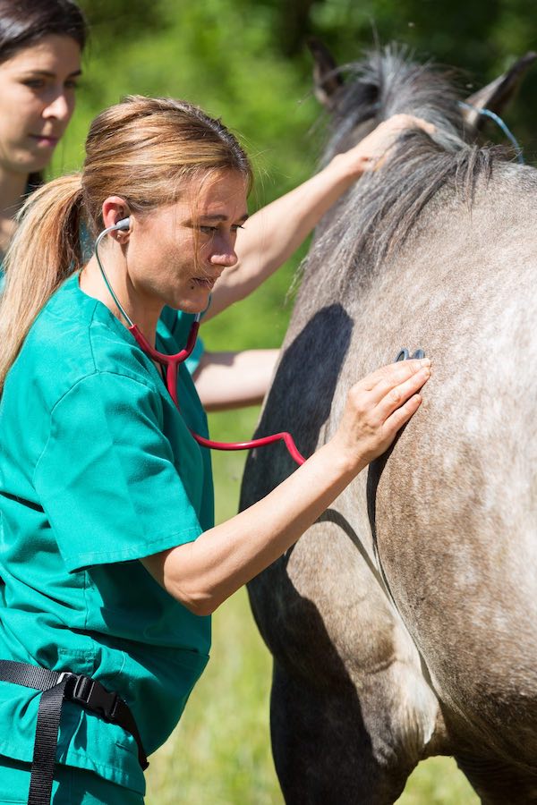 Veterinär untersucht ein Pferd