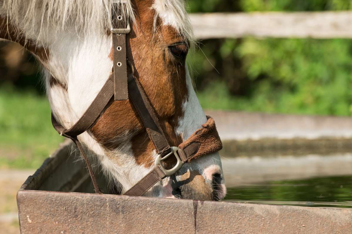A stable electrolyte balance is very important in the warm summer months