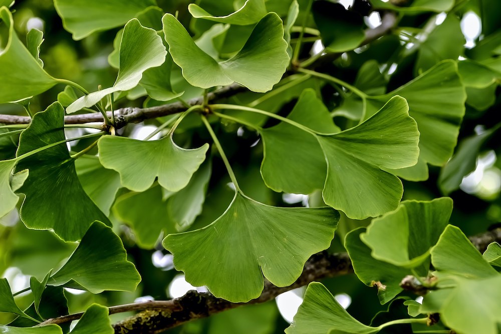 Gingko