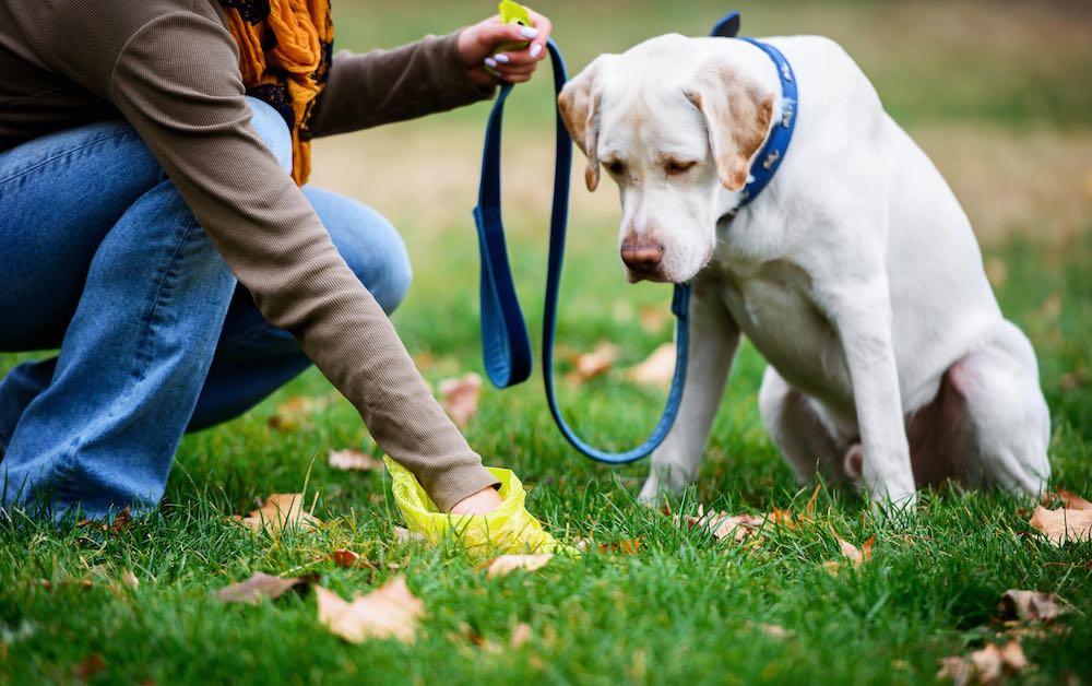 Herrchen sammelt Kot ein neben sitzendem Hund