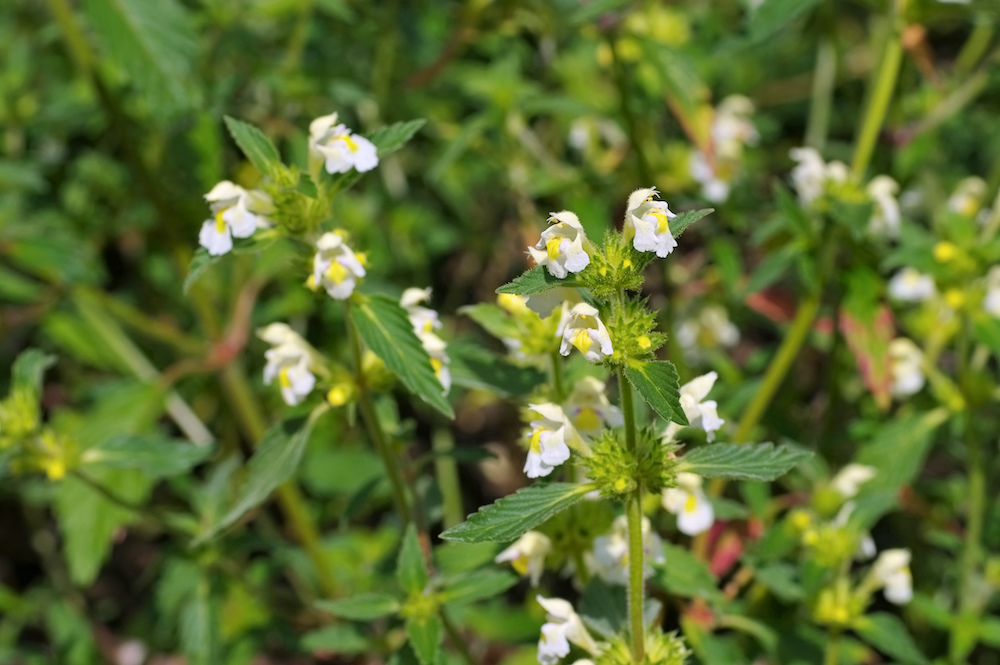 Downy hemp-nettle
