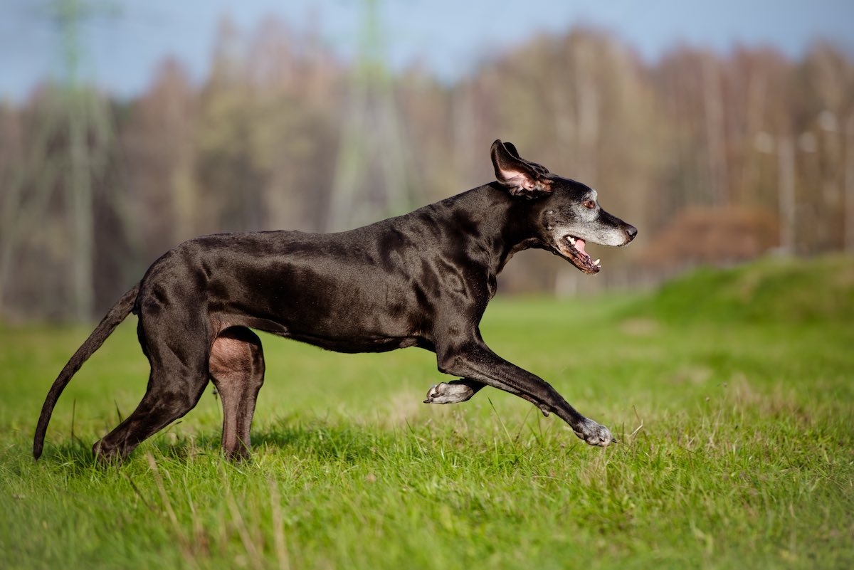 Statistisk Zoom ind drivhus Osteoarthritis in dogs » Ewalia