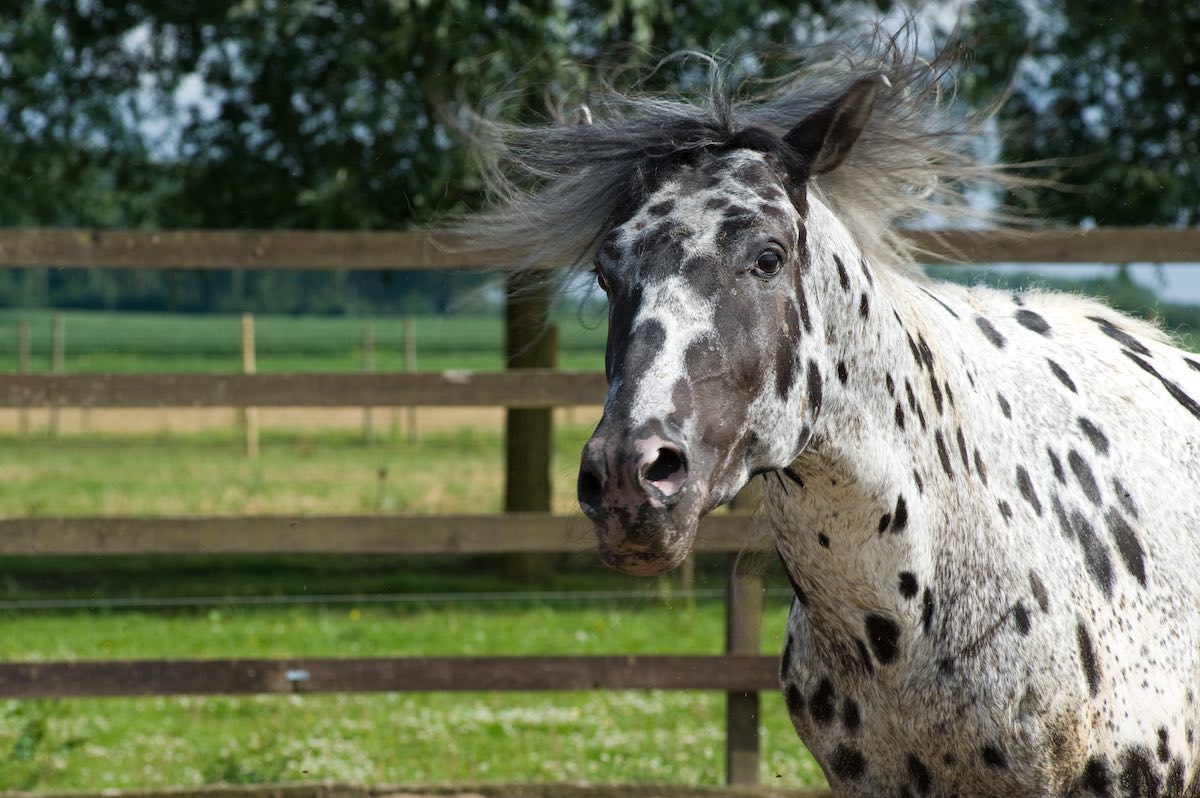 Pferd auf Koppel