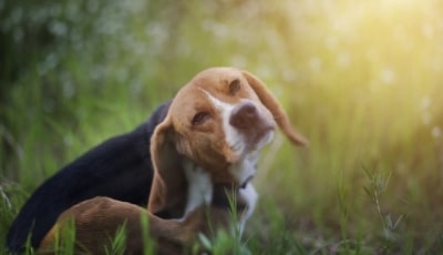 Hund kratzt sich in der Wiese