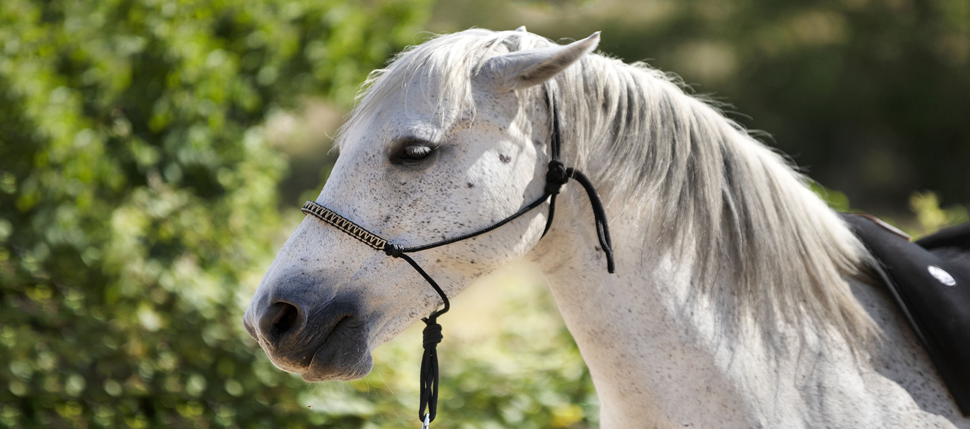 Strengthen nerves and reduce stress in anxious horses with herbs