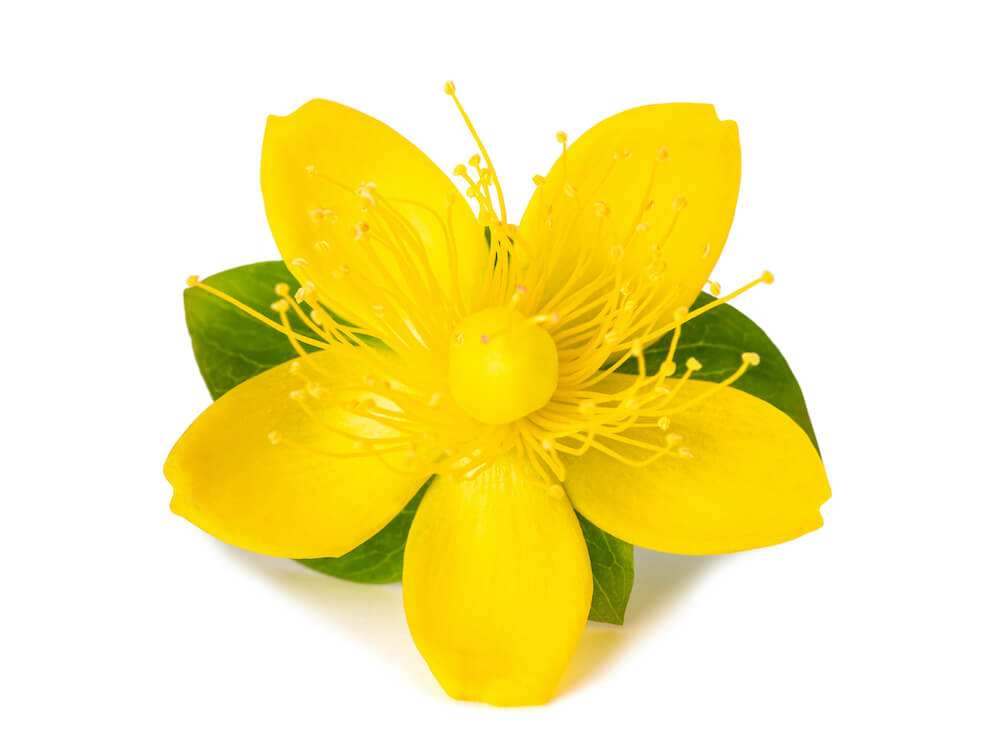 Perforate St John's wort Benefits and Dangers » Ewalia