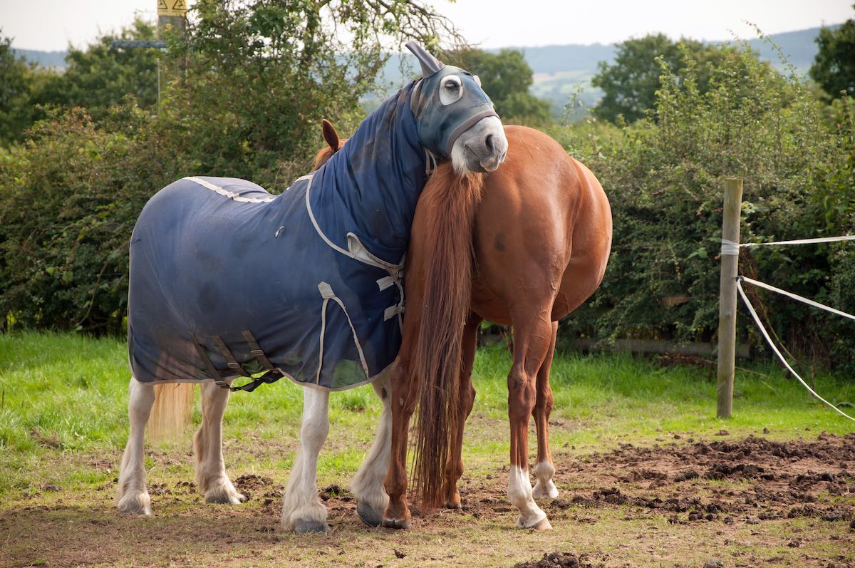 Sweet itch in horses