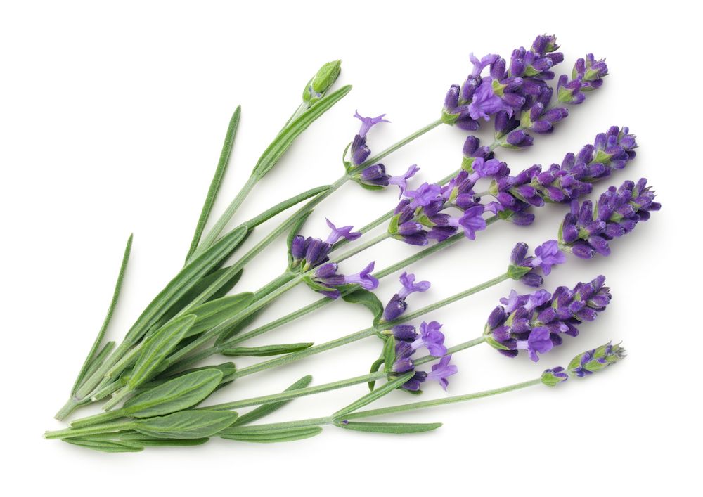 Lavendel