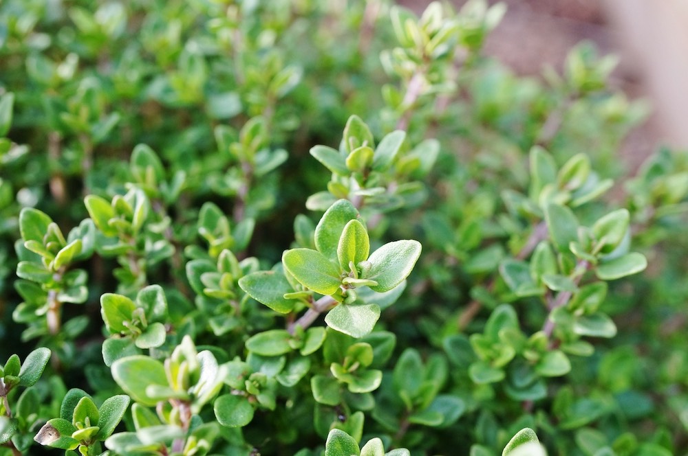 Thyme effect and use as a medicinal herb » Ewalia