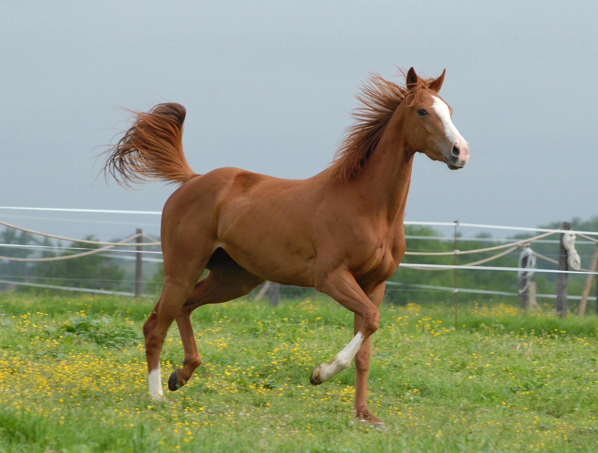 Fuchs Pferd trabt auf einer Wiese