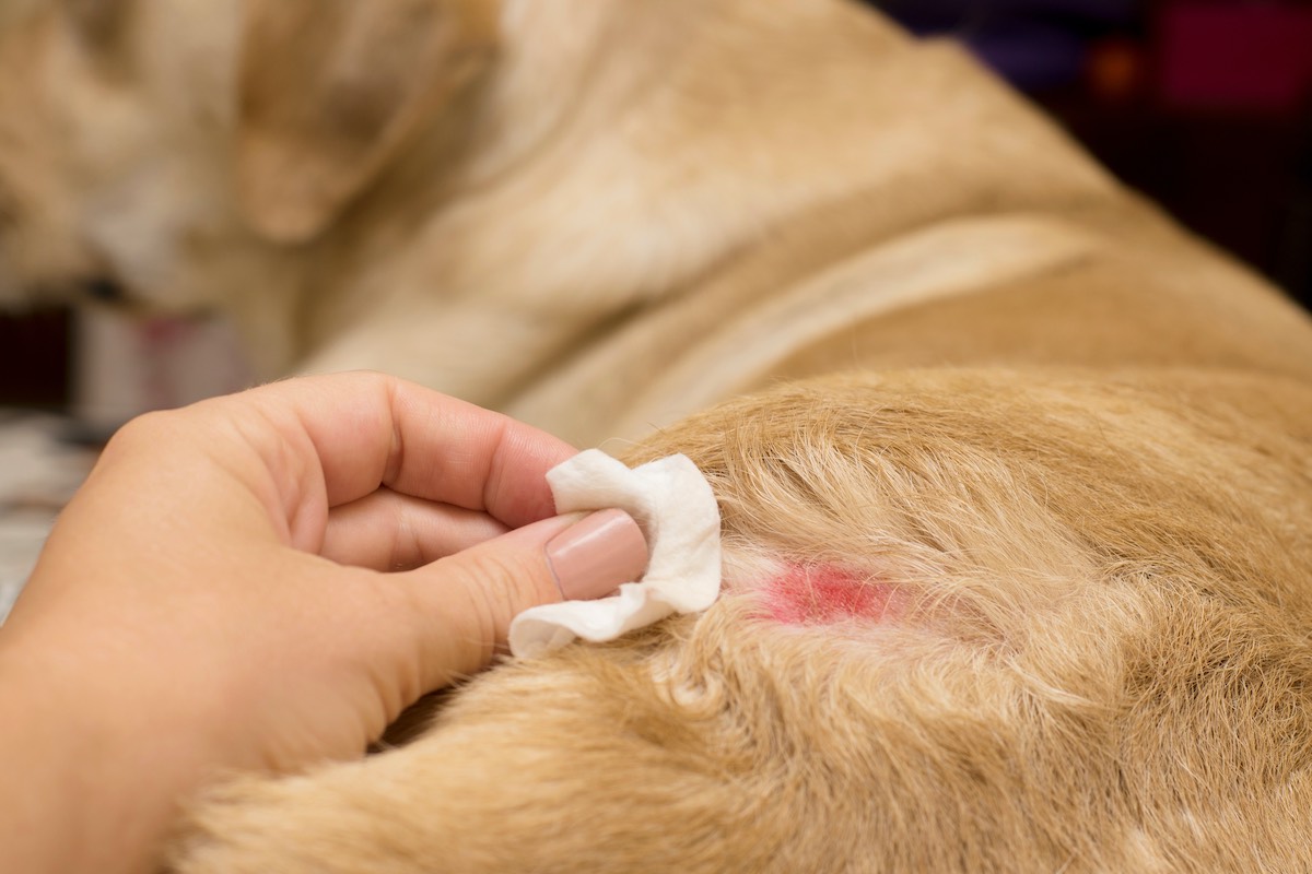 Atopic and allergic contact dermatitis – herbal treatments for the immune system