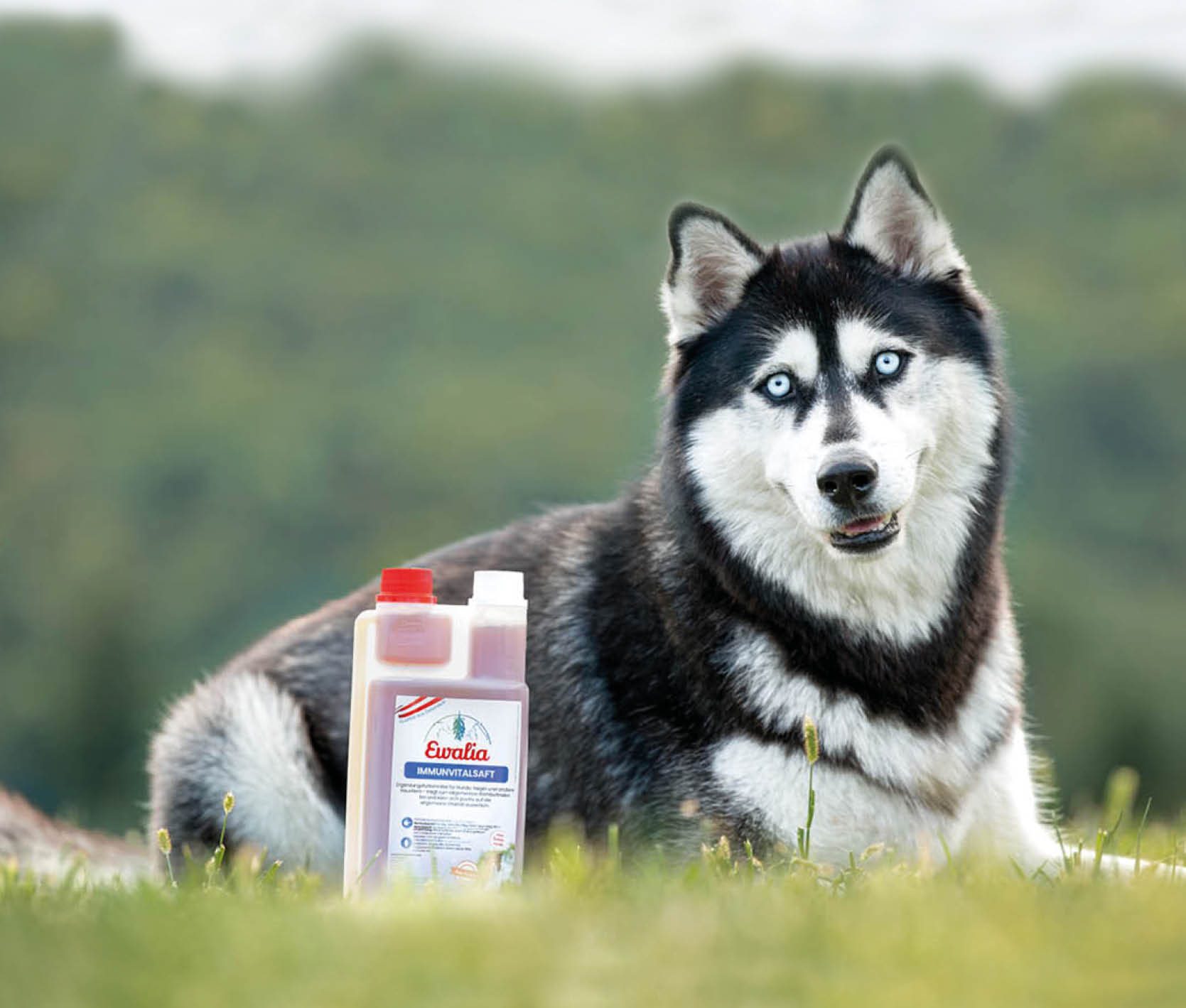 Birch tree milk sales for dogs