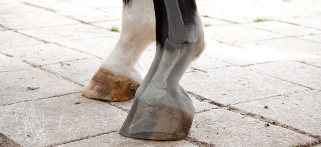 Osteoarthritis in horses symptoms and treatment » Ewalia