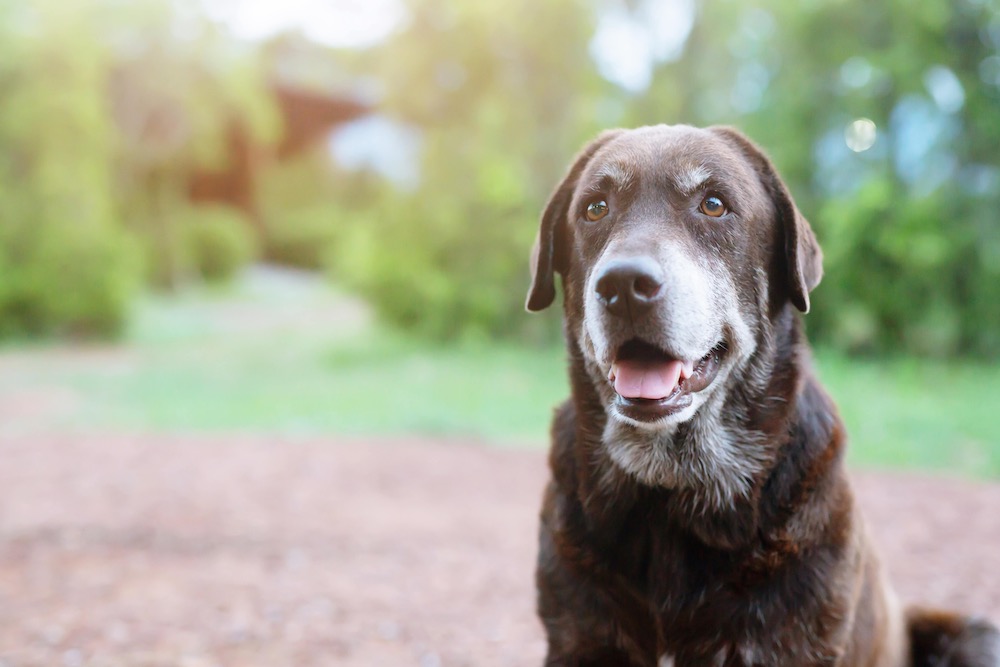 Portrait brauner Hund sitz in einem Garten