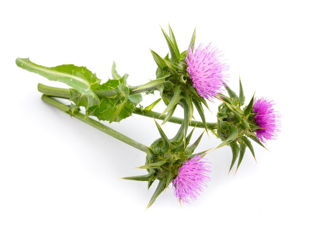 Milk thistle for clearance nursing dogs