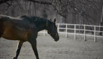 Pferd auf Reitplatz