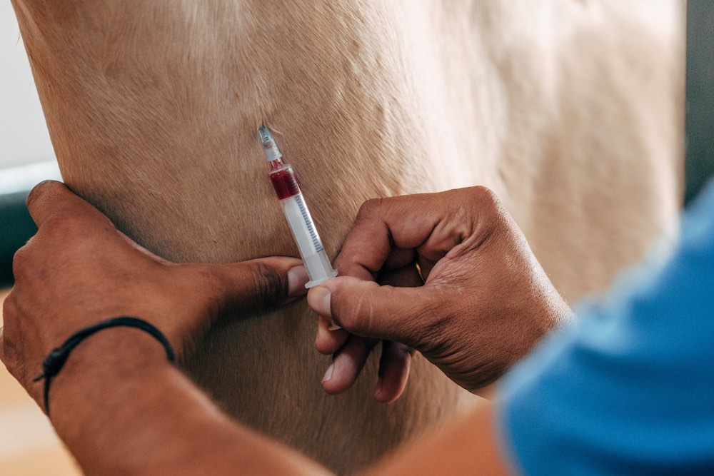 Blutabnahme bei einem Pferd