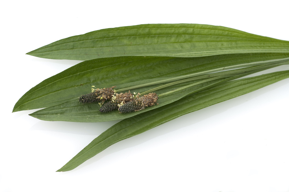 Ribwort Plantain Spitzwegerich