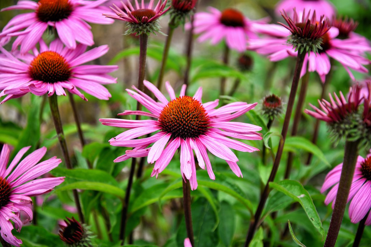 Sonnenhut Echinacea